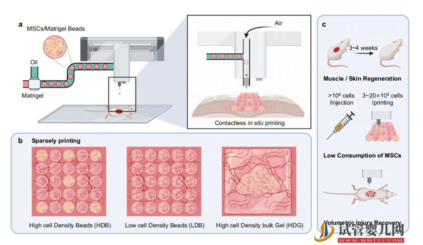 清华开发高通量干细胞微球3D打印机，并揭示干细胞的再生修复机制(图3)