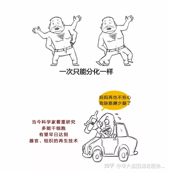 什么是干细胞？一文让你读懂！(图6)