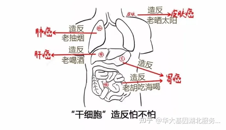 什么是干细胞？一文让你读懂！(图15)