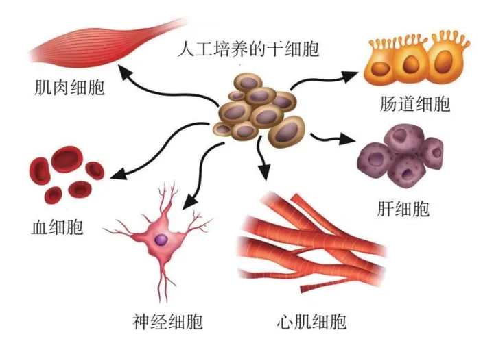 什么是干细胞？普及下干细胞知识？(图1)