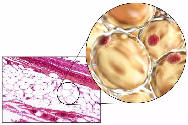 科普了解什么是干细胞？干细胞知识汇总来了(图8)