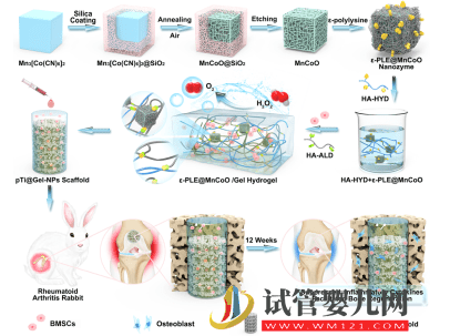 深大构建新型仿生智能水凝胶干细胞支架用于辅助干细胞治疗RA(图2)