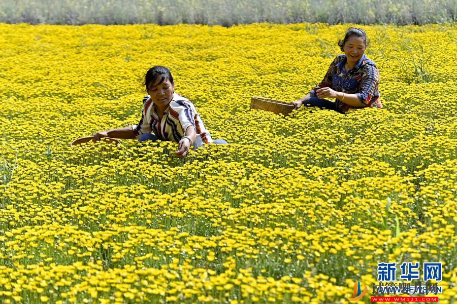 云南南涧：朵朵鲜花 “种”出乡村“好丰景”(图3)