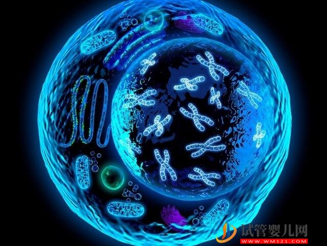胚胎19三体是男方导致