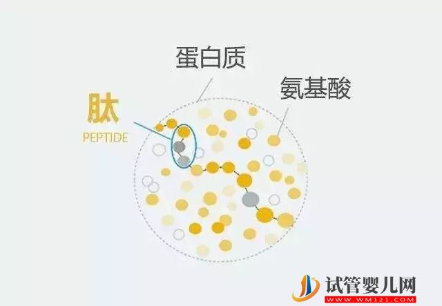 非蛋白质新标签可追踪细胞过程