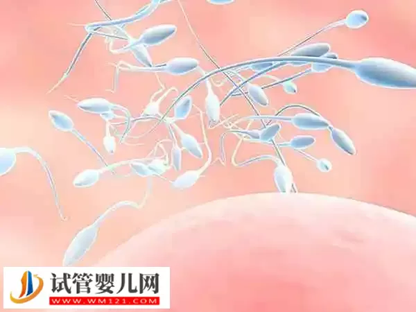 胎儿性别主要是由男性精子决定的